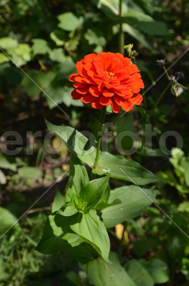  Ци́нния или ,  Циния (лат.  Zínnia) астровые (Asteraceae): алое соцветие