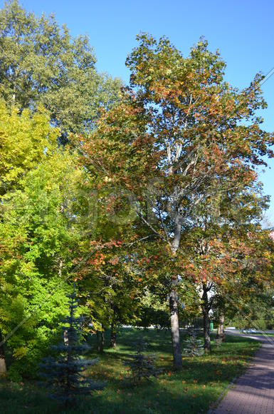 Парковая аллея в Белорусии 