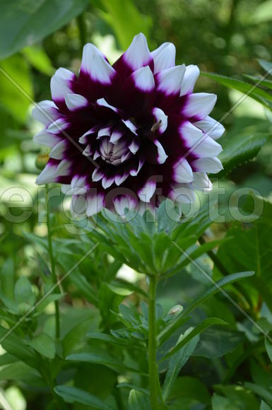 Георги́на (лат. Dáhlia): бордовое соцветие  