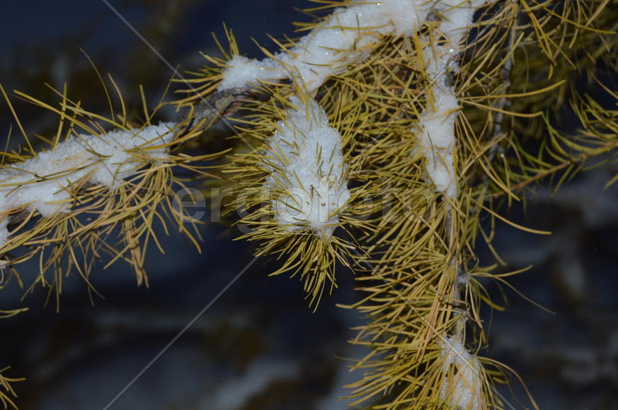 Лиственица с опавшими иглами под снегом 