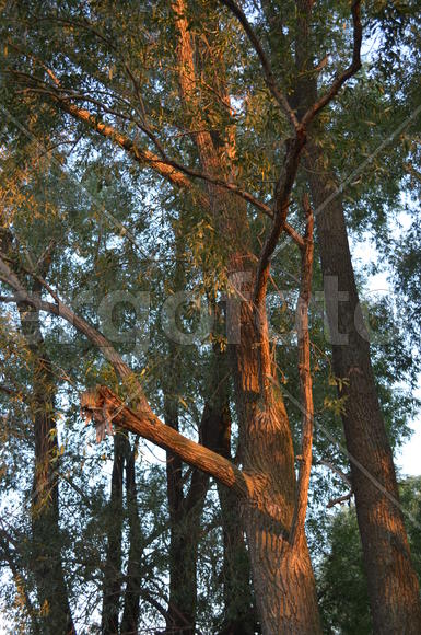 Крона деревьев в лучах солнца 