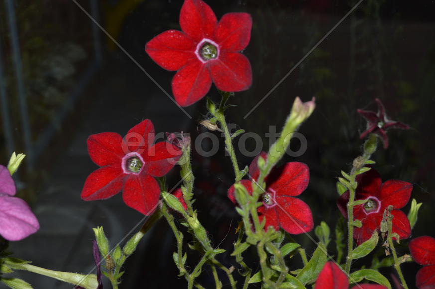 Распустившиеся бутоны комнатных растений 