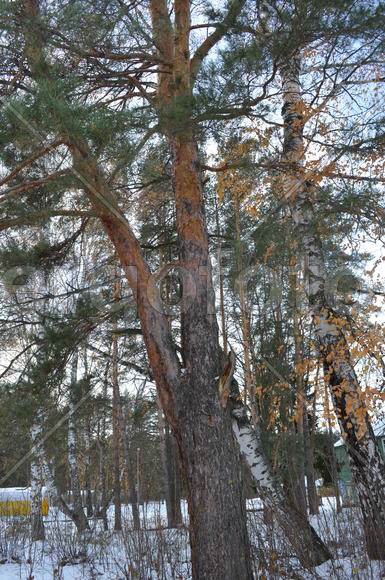 Желтая и зеленая природа