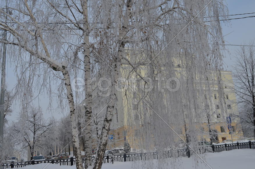 Береза повислая