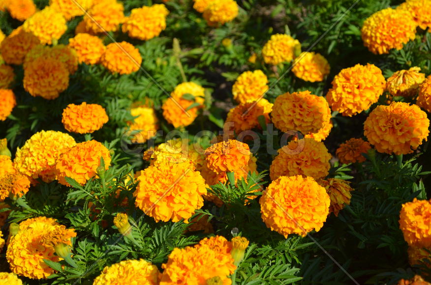 Желтые бутоны цветов 