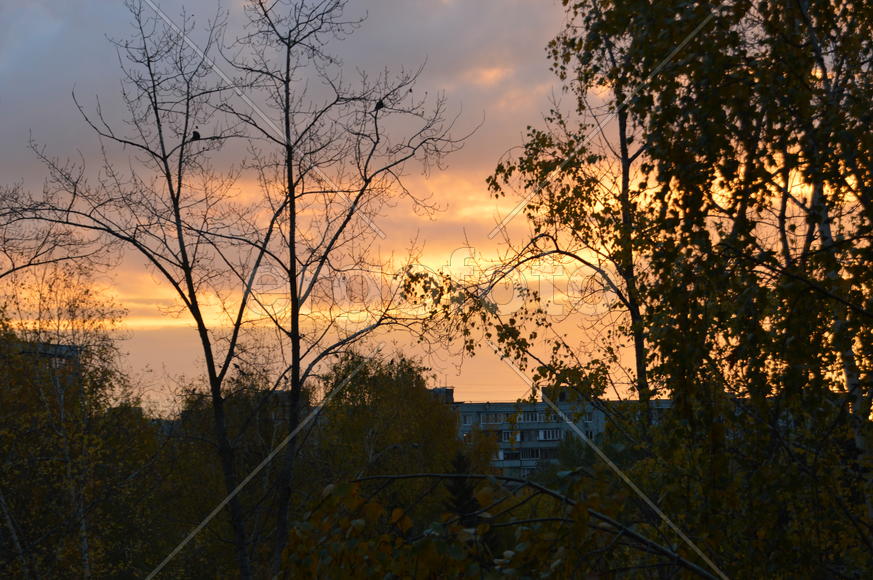 Крона деревьев на заре