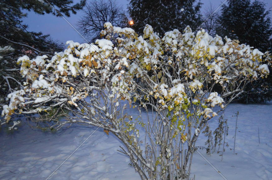 Казань. Заснеженные листья деревьев 