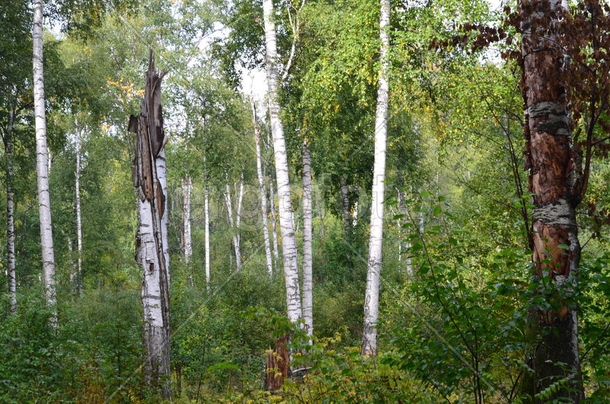 Пейзаж в чаще леса 