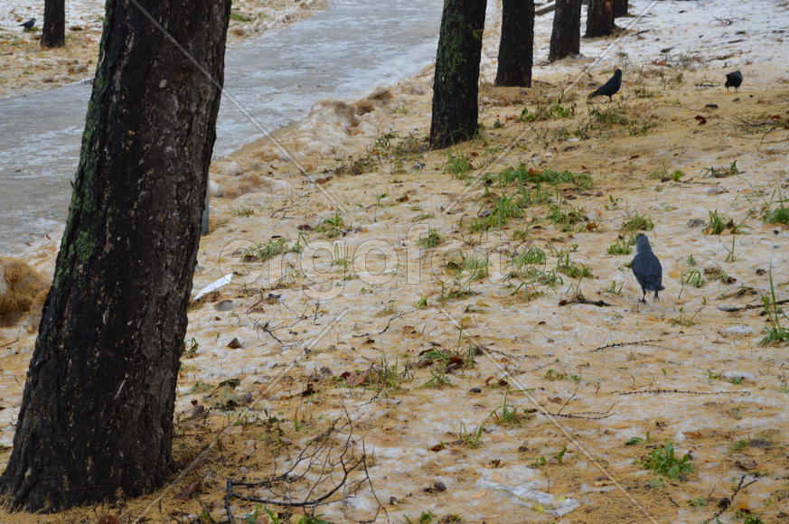 Первый снег поздней осенью 