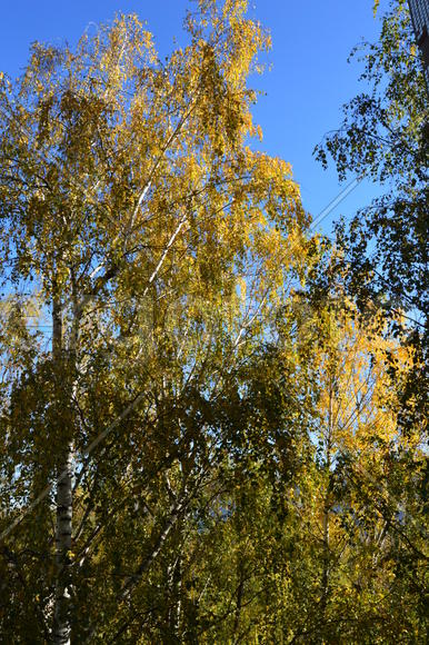 Береза повислая или бородавчатая ( Betula pendula Roth.): крона с желтыми листьями)