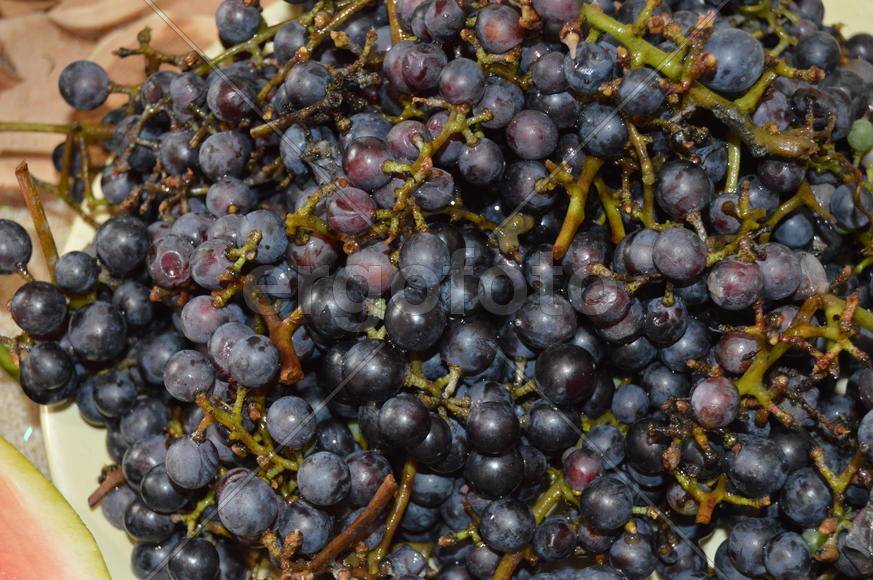 Гроздь винограда с крупными ягодами 