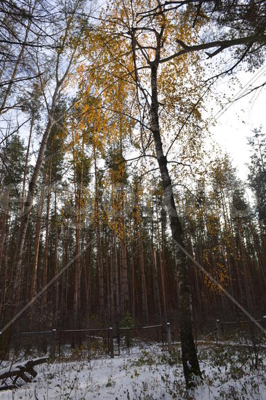 Стройная Березка