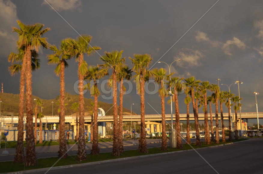 Вечерние пальмы