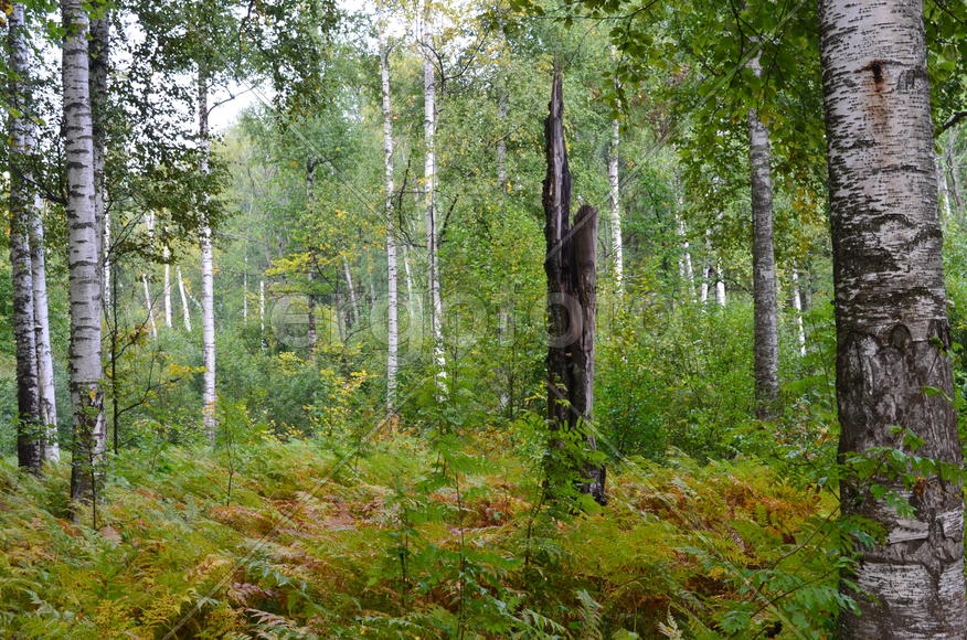 Пейзаж в чаще леса 