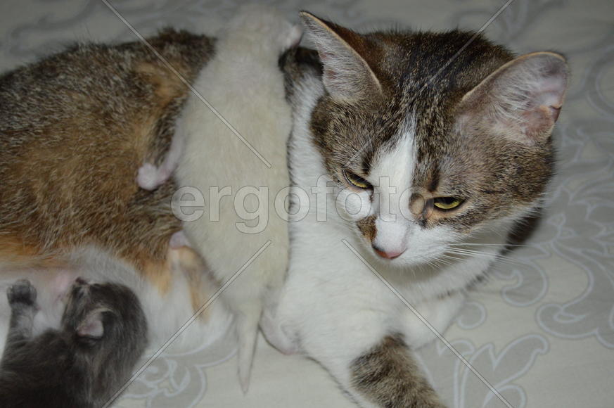 Домашняя ухоженная кошка с котятами  