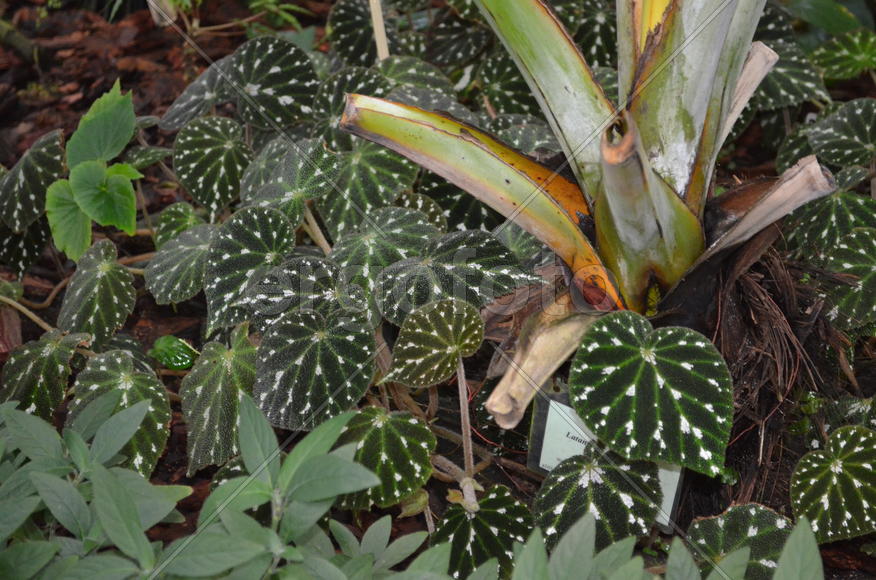 Фрагмент зимнего сада с бегонией