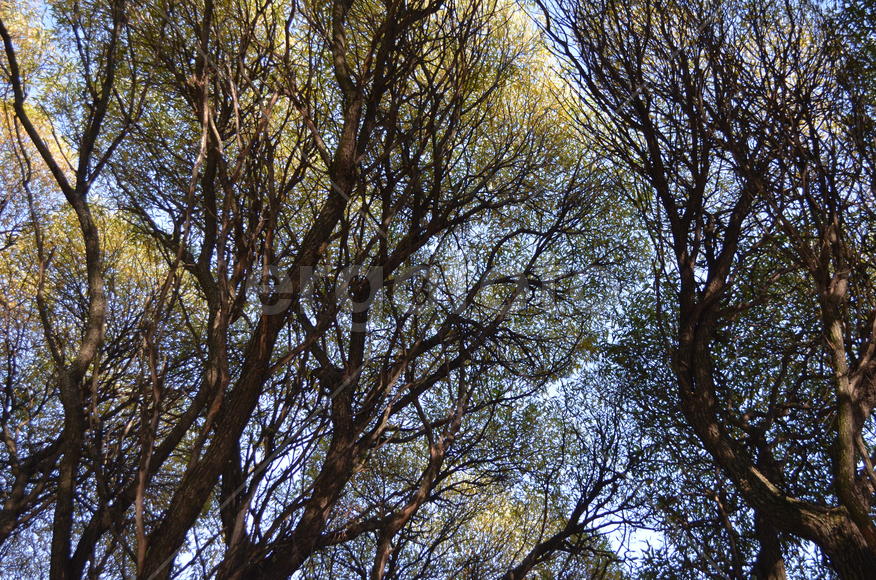 Сквозь кроны ив