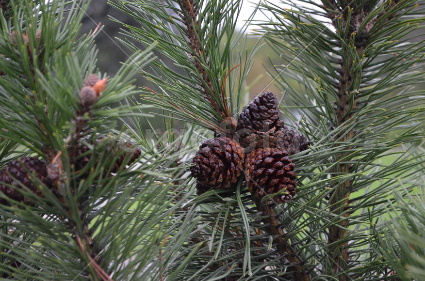 Ветки сосны