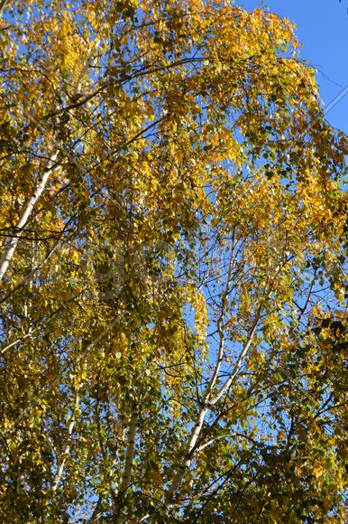 Береза повислая или бородавчатая ( Betula pendula Roth.): крона с желтыми листьями)