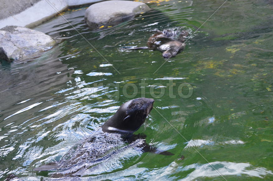 Тюлени в заповеднике 