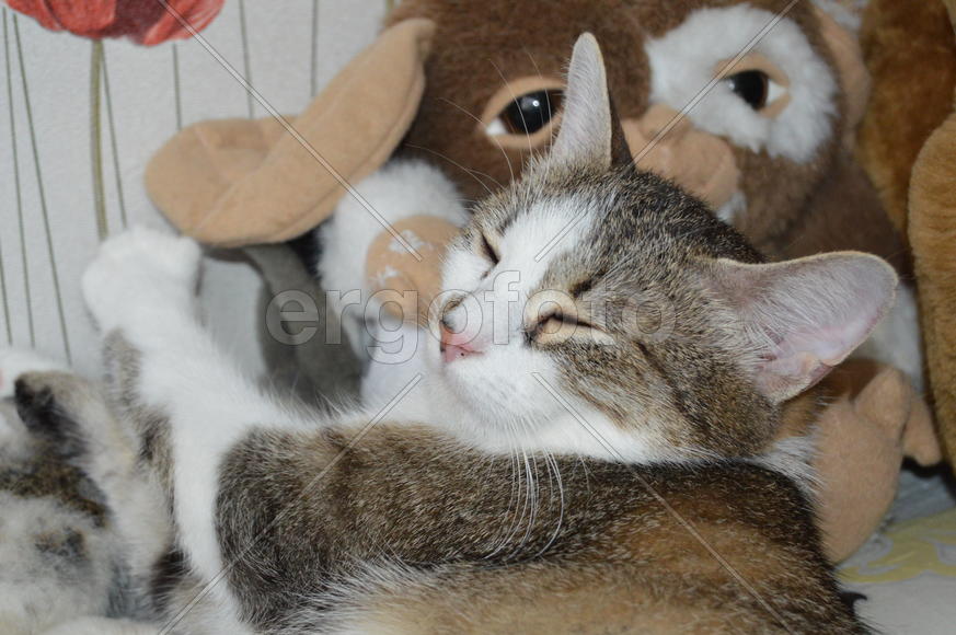 Кошка отдыхает на мягких игрушках 