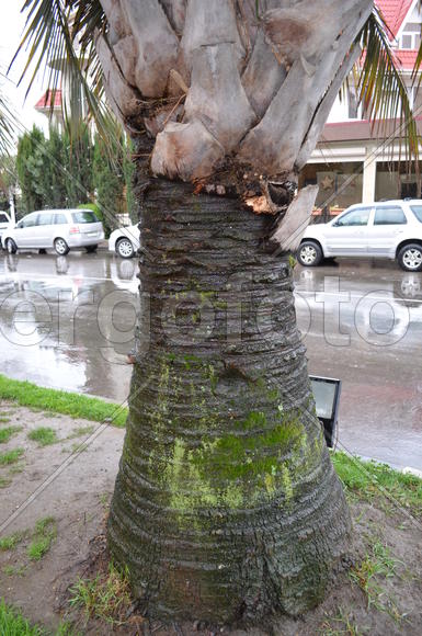 Обычный ствол пальмы в городе