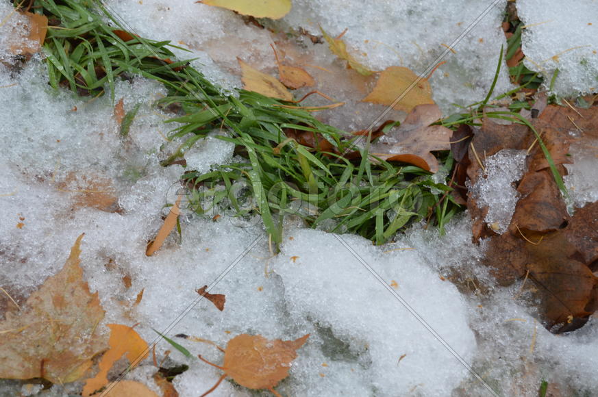 Первый снег на пожелтевшей осенней листве 