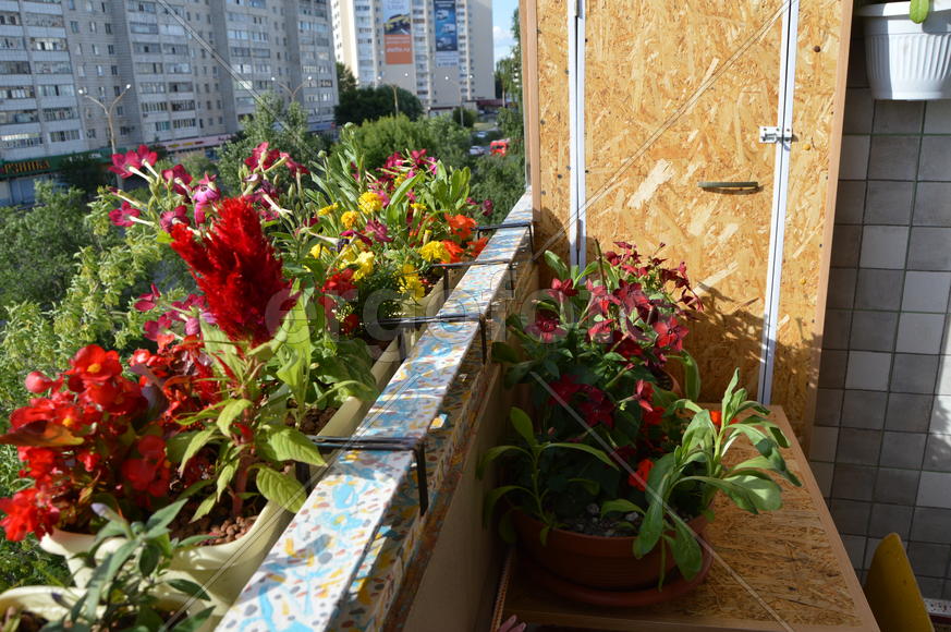 Балкон украшенный цветущими комнатными растениями 