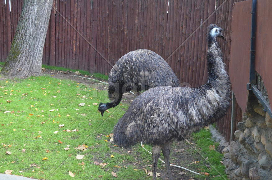 Дикие птицы в зоопарке 