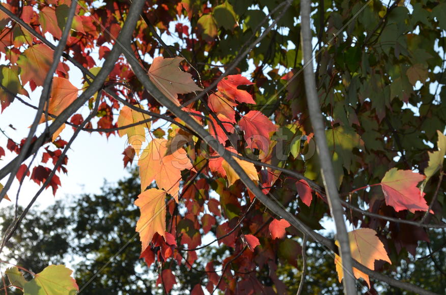 В келеновнике