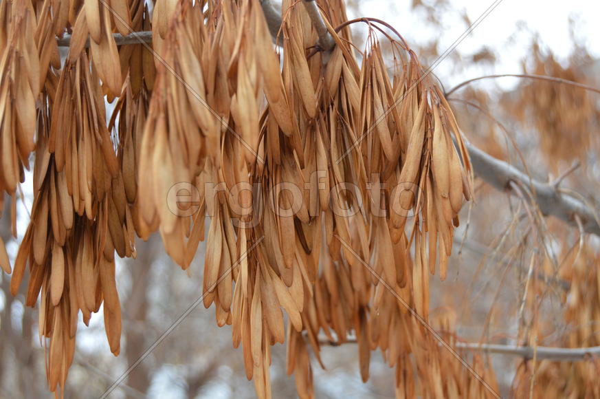 Ясень: плоды