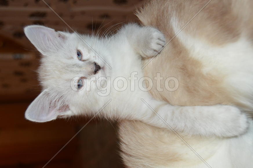 Тайский котенок