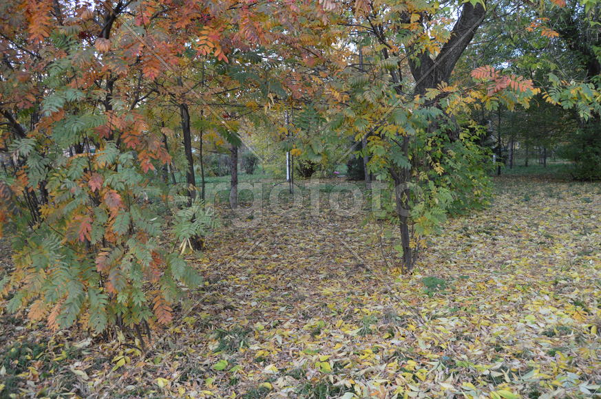 Пейзаж золотой осени в городском парке