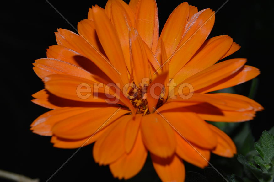 Распустившиеся бутоны комнатных растений 