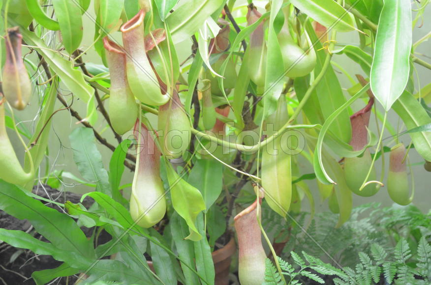 Экзотическое растение в террариуме 