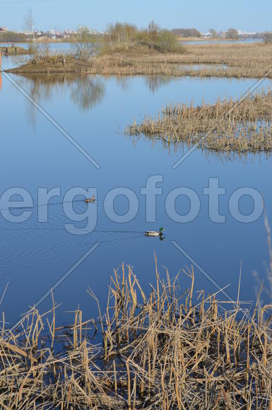 Утка  плывет по озеру.
