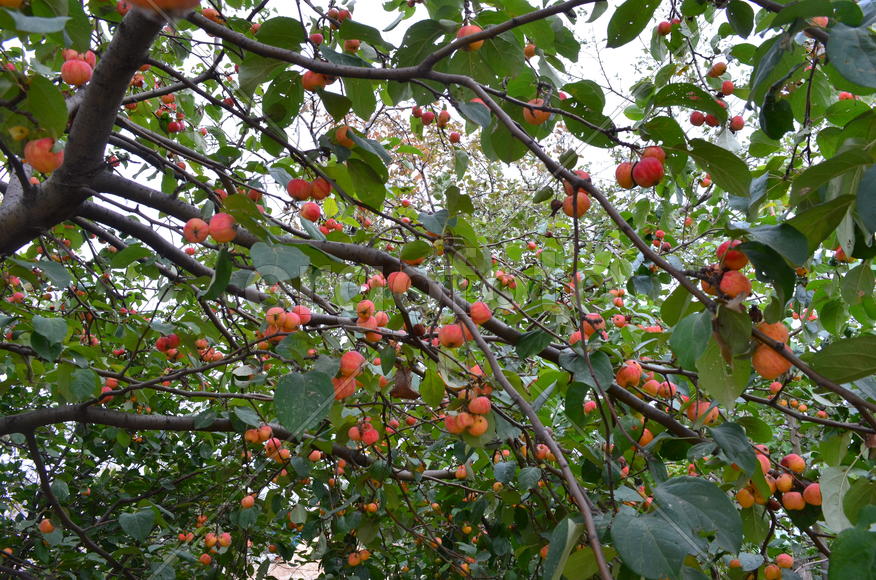 Спелые яблоки на дереве 