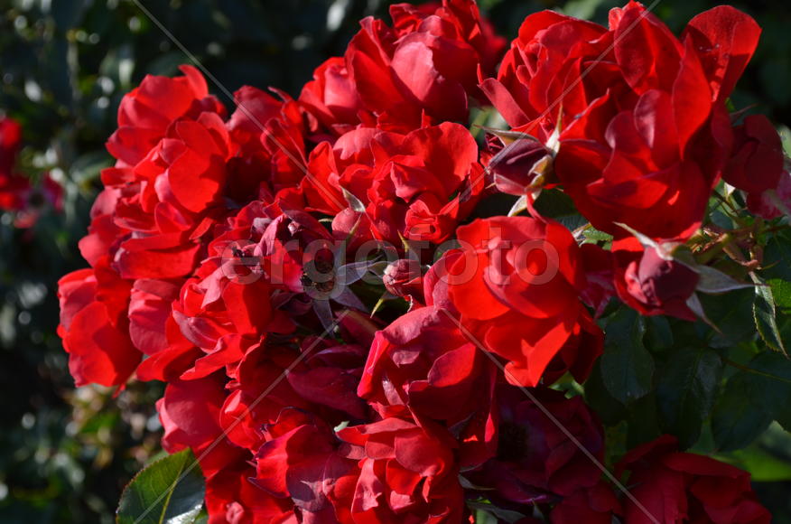 Куст алых роз