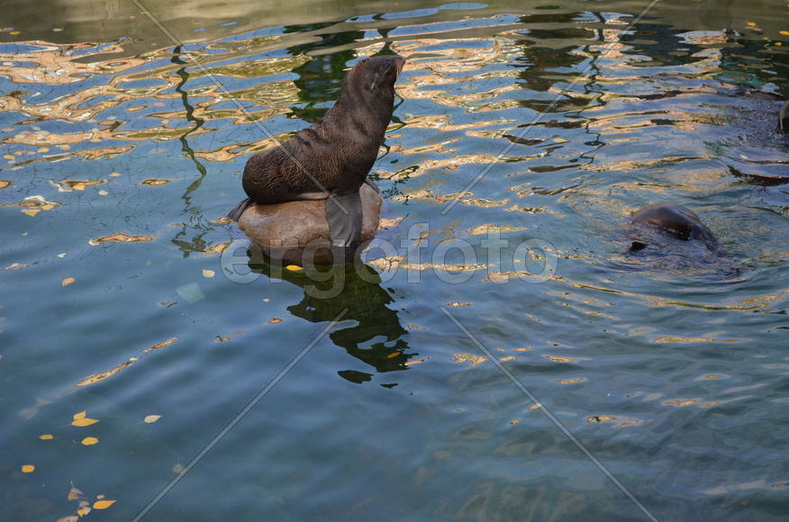 Тюлени в заповеднике 