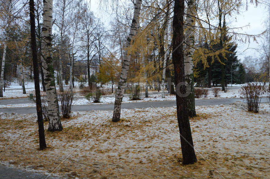 Первый снег поздней осенью 