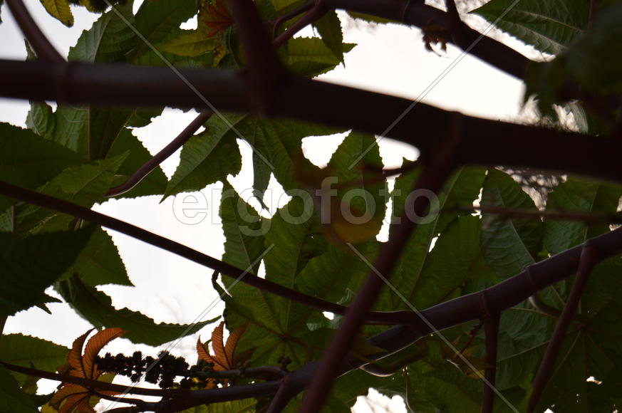 Золотая осень. Пожелтевшая листва ранней осени 