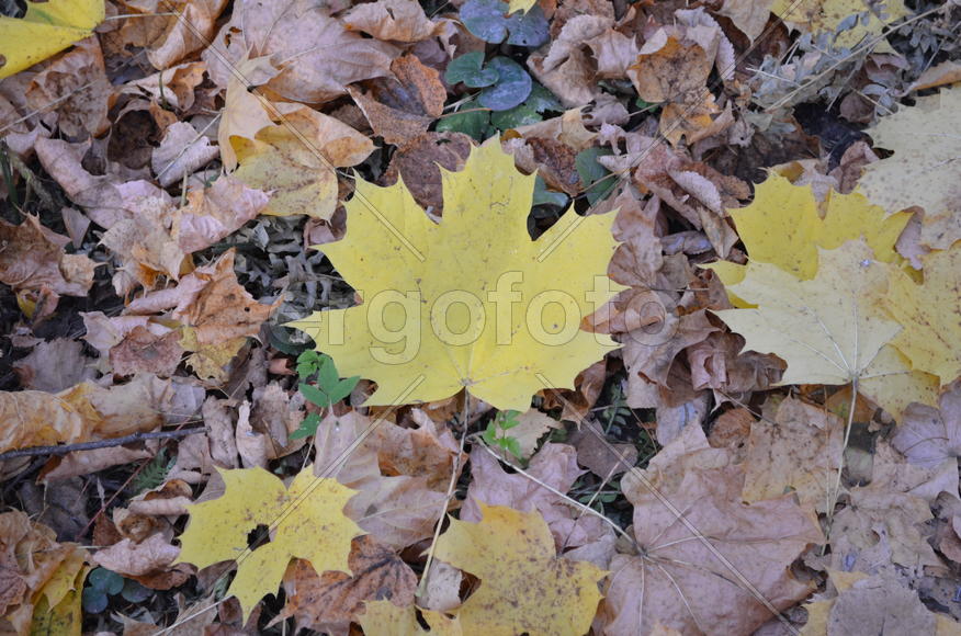 Шорох опавшей листвы