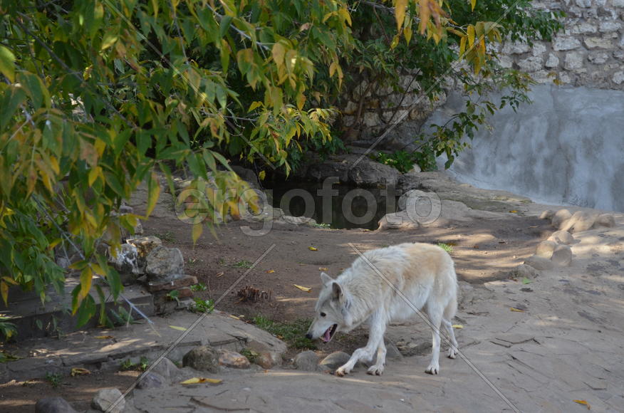 Белый волк в зоопарке 