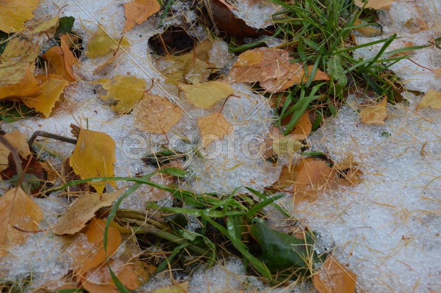 Первый снег на пожелтевшей осенней листве 