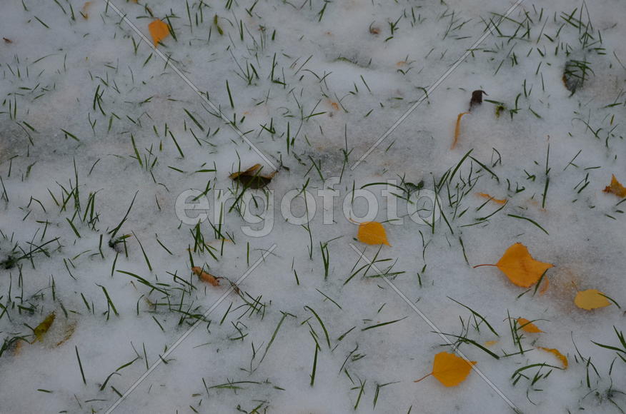 Трава сквозь снег