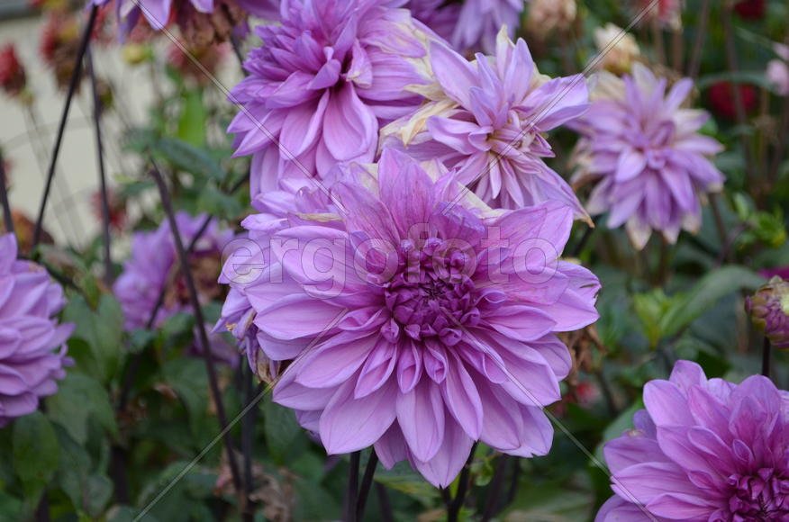 Октябрь. Цветут Гаоргины в саду