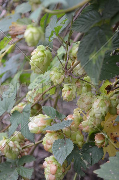 Плоды хмеля 