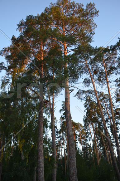 Сосновый лес на заре