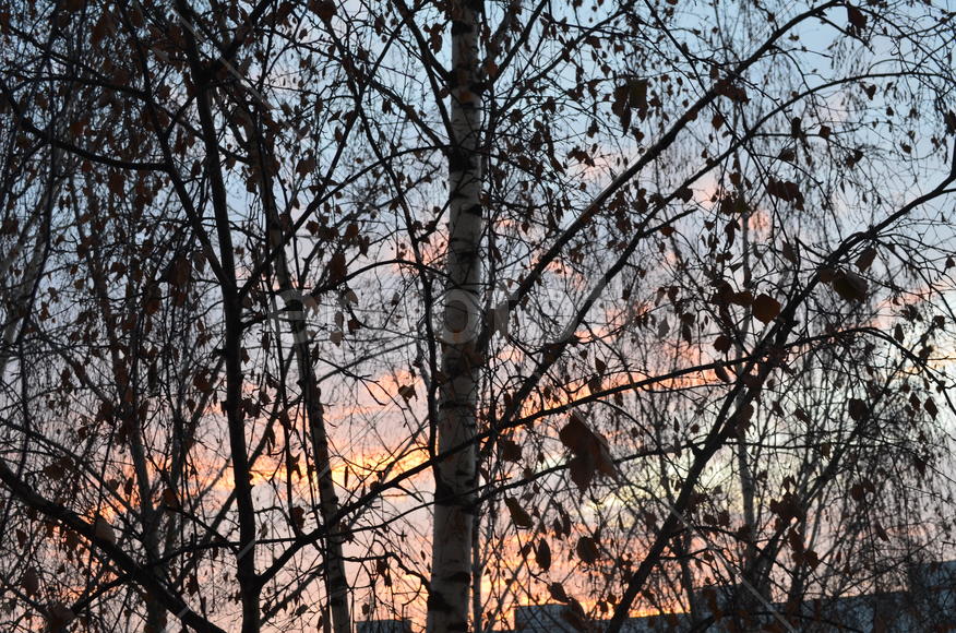 Листья в январе