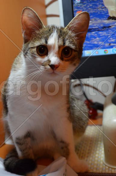 Портрет кошки крупным планом 